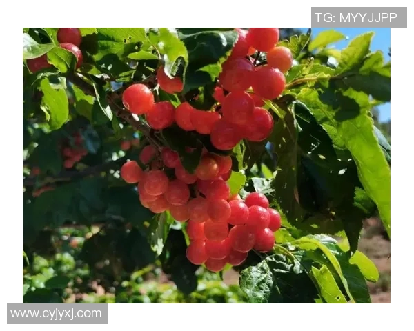 姚明谈农业发展新思路助力乡村振兴与经济增长